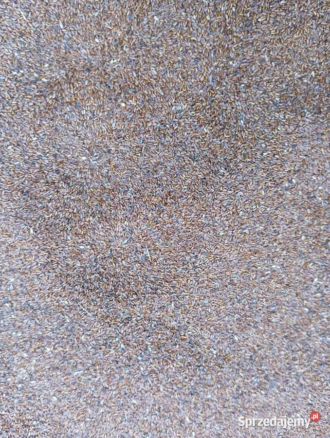 Nasiona babka lancetowata 2025 Izbica