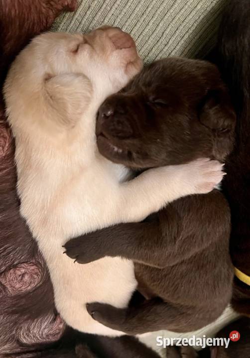 Labrador Czekoladowy Poznań