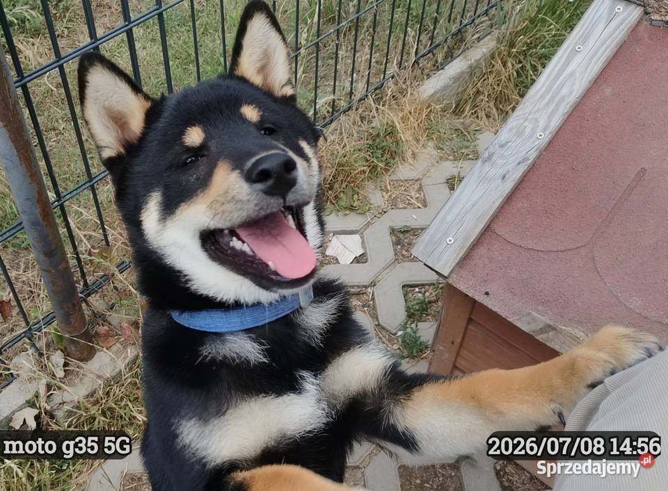 SHIBA INU Nowy miot przyjmujemy zamówienia Bychawka Trzecia sprzedam