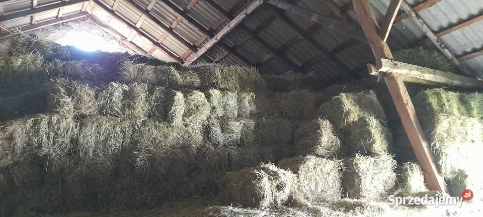 Siano w kostkach Rusiec sprzedam