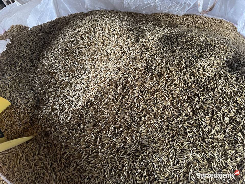 Owies Gepard centrali świętokrzyskie Pętkowice sprzedam