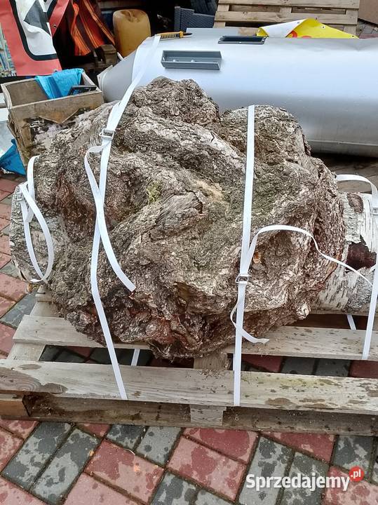 Topola czeczot XXXXL Nowy Tomyśl sprzedam