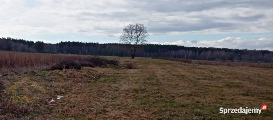 Działka w Chrośnie gmina Kołbiel Chrosna