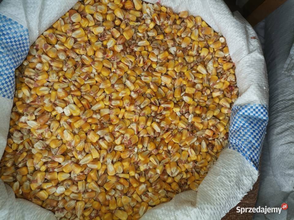 Kukurydza Żywiec