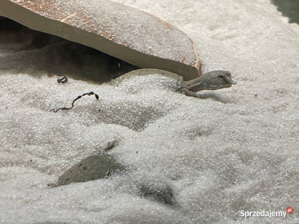 żólwiak chiński Gliwice