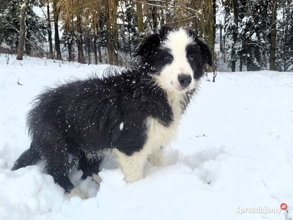 szczeniak pies BORDER COLLIE czarnobiały podkarpackie Skołyszyn sprzedam