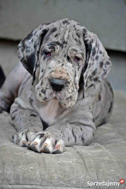 DOG NIEMIECKI szczenięta z rodowodem ZKwP Warszawa