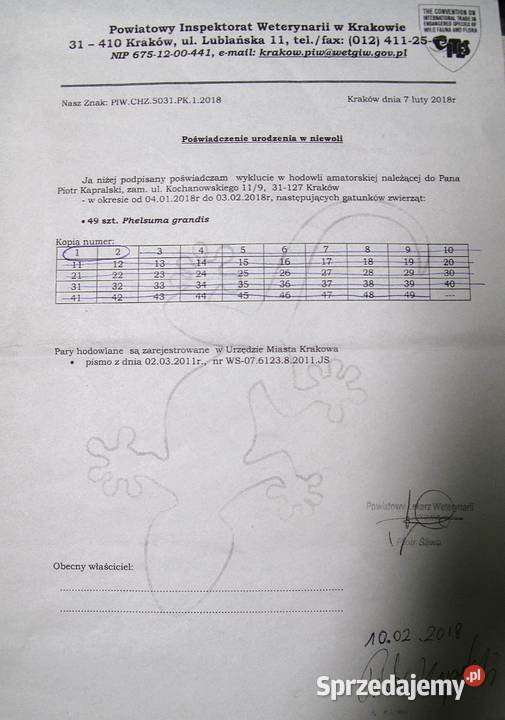 DWA Gekony Phelsuma Madagaskarska z terarium Strzelce Opolskie sprzedam