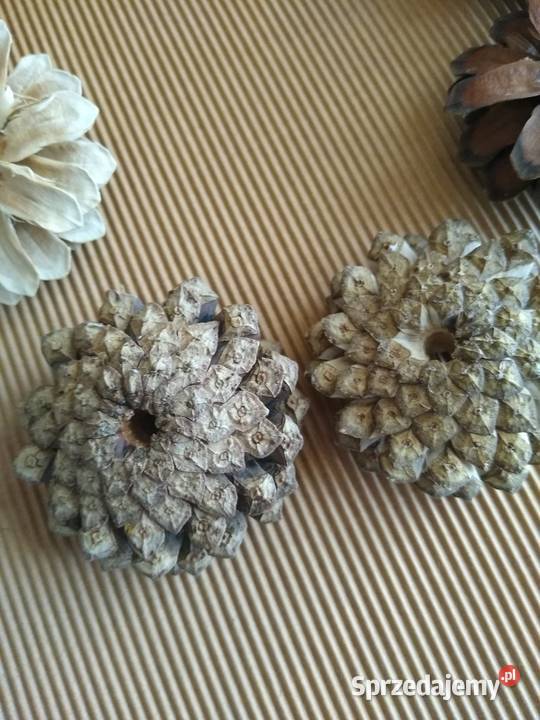 Szyszka Szyszki Kwiat Decoupage Natura Zestaw 10 Gdańsk