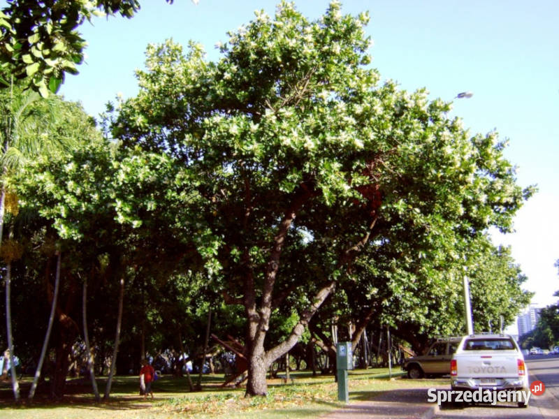 DRZEWO TOMANU Calophyllum inophyllum NASIONA Dom i Ogród Lubanie