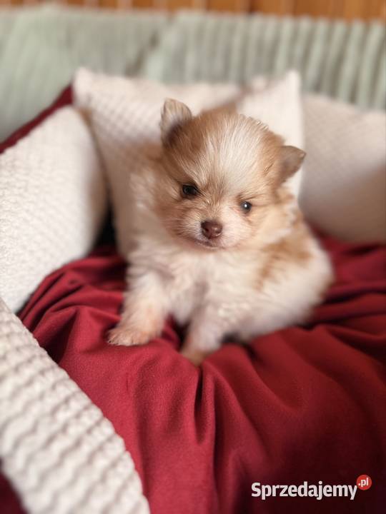 Szpic miniaturowypomeranian Zwierzęta Zrębice