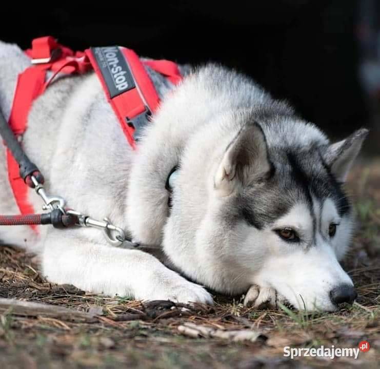 Syberian Husky ZkwP FCI Świętochłowice