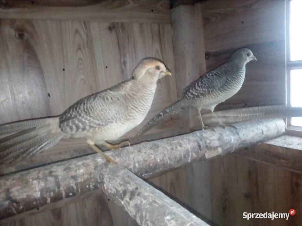 SPRZEDAM BAŻANTY Ptaki Olszanka