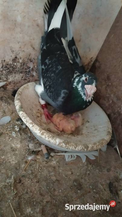 Gołębie pocztowe śląskie Częstochowa