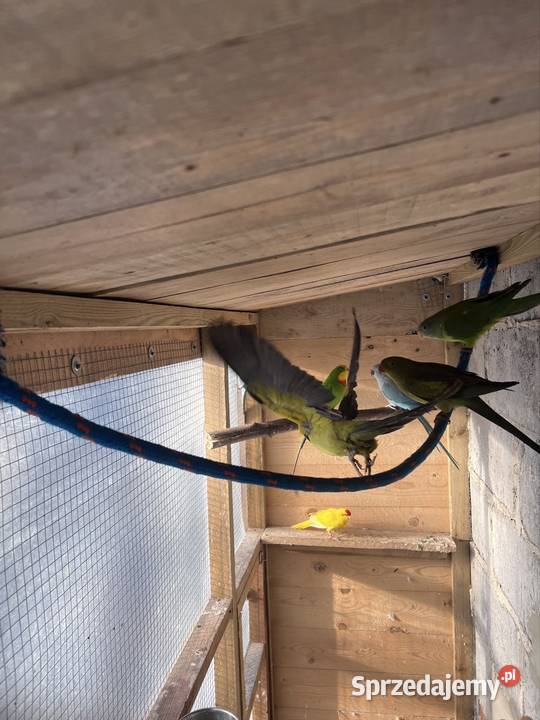 Sprzedam papugi Kalisz