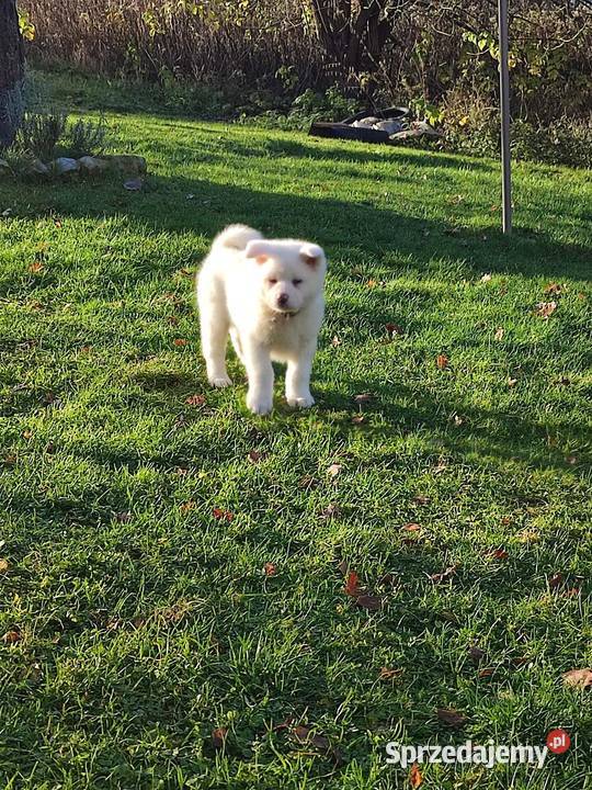Akita Inu Japońska śliczne szczeniaki Rzeszów sprzedam