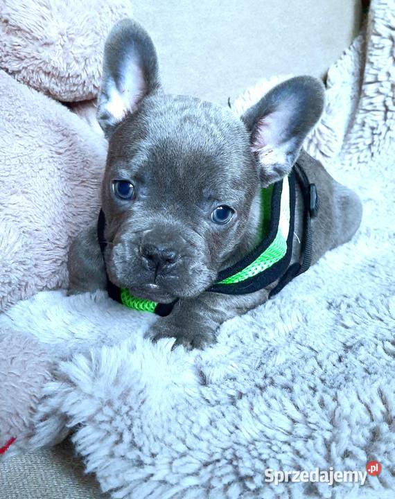 Buldogi francuskie szczenieta sprzedam