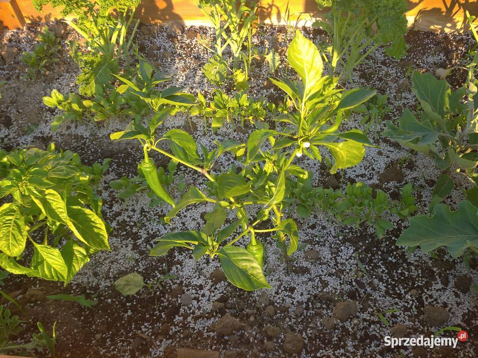 Perlit AGRO Ogrodniczy workowany 125l frakcja Biłgoraj