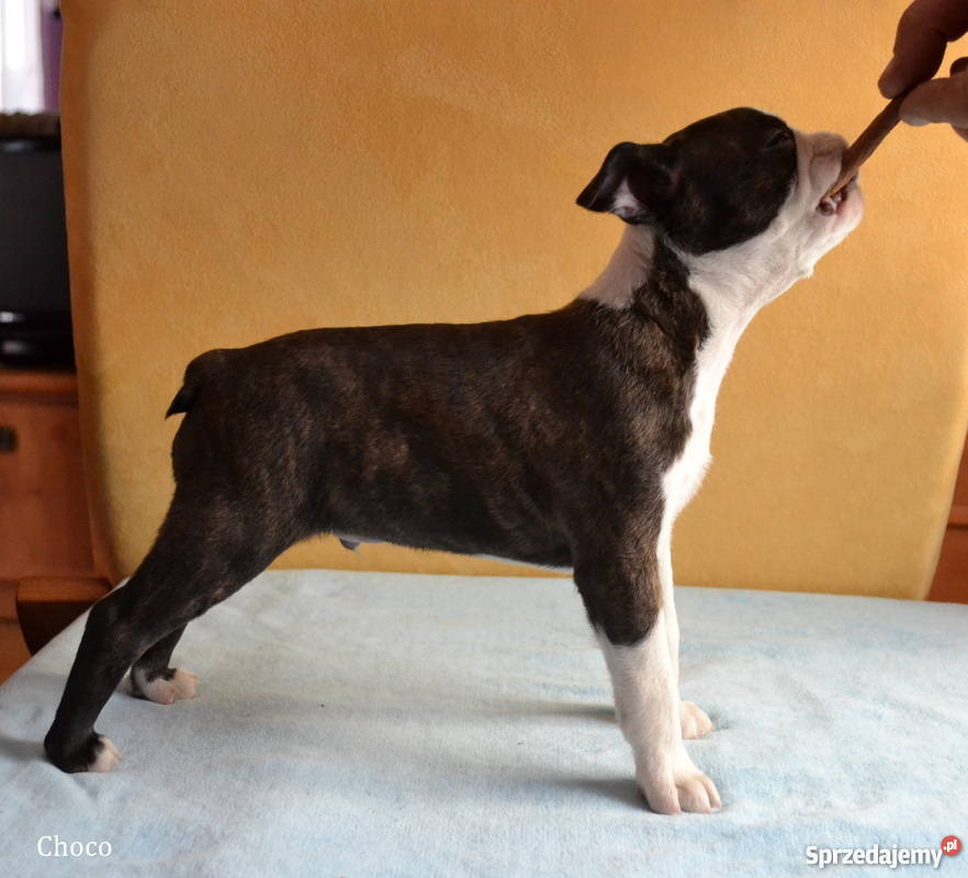 Sczenięta Boston Terrier Elizówka sprzedam