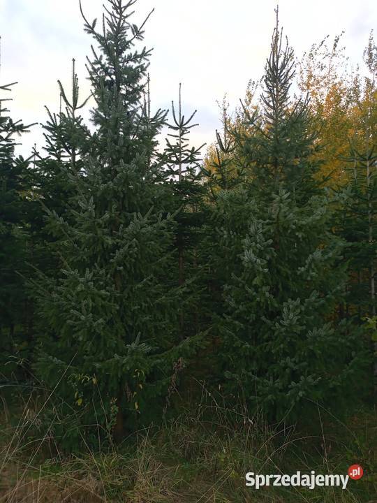 Świerk serbski omorica premium 34 metry pomorskie sprzedam