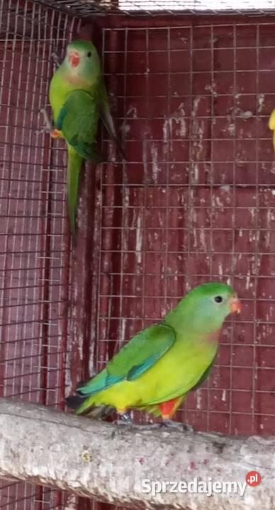 Barabandy księżniczki tarczowe Tarnowiec sprzedam