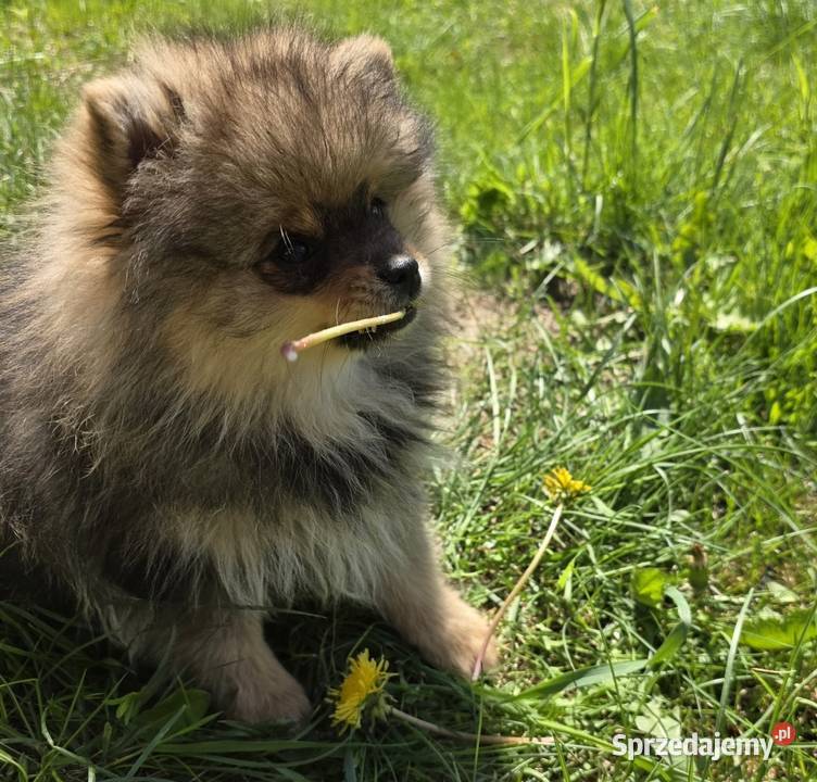 Szpic miniatirowy Pomeranian FCI Rawa Mazowiecka sprzedam