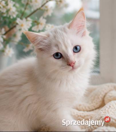 Gotowy do odbioru kocurek Ragdoll z rodowodem i Ragdoll Łódź