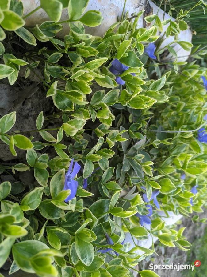 Barwinek Variegata Liściaste Lublin sprzedam