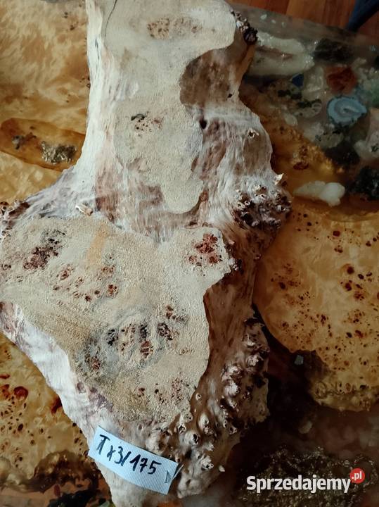 Topola czeczot plaster deska Nowy Tomyśl