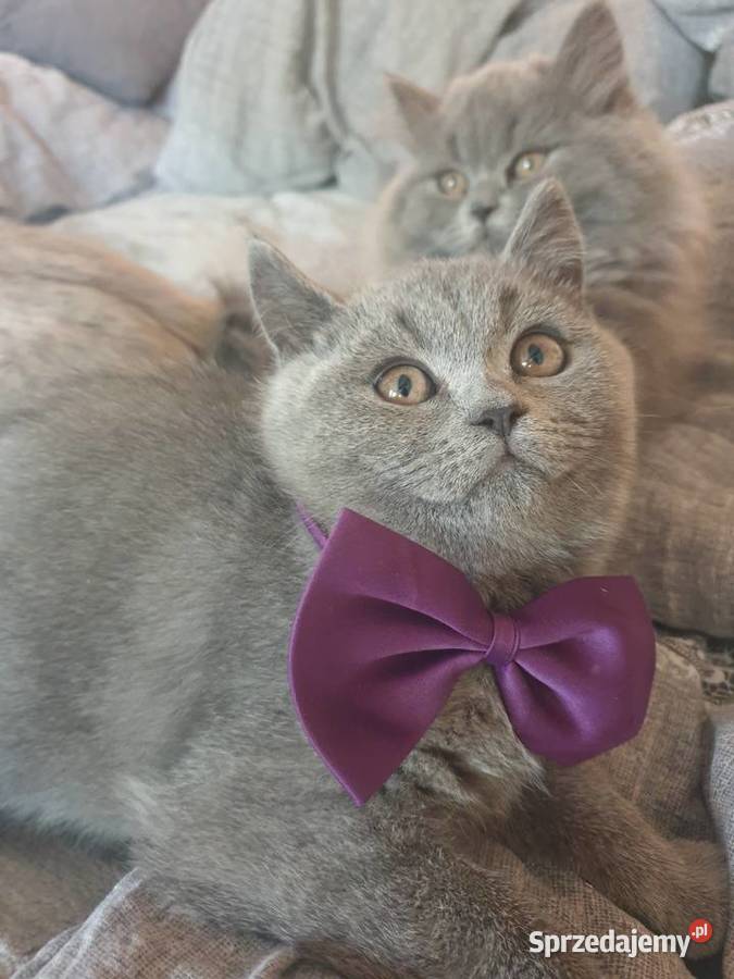 Piękne 3 miesięczne kocięta brytyjskie z