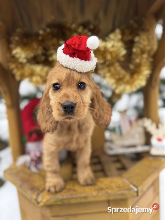 Piękny Cocker Spaniel Angielski piesek sunia z Rzeszów sprzedam