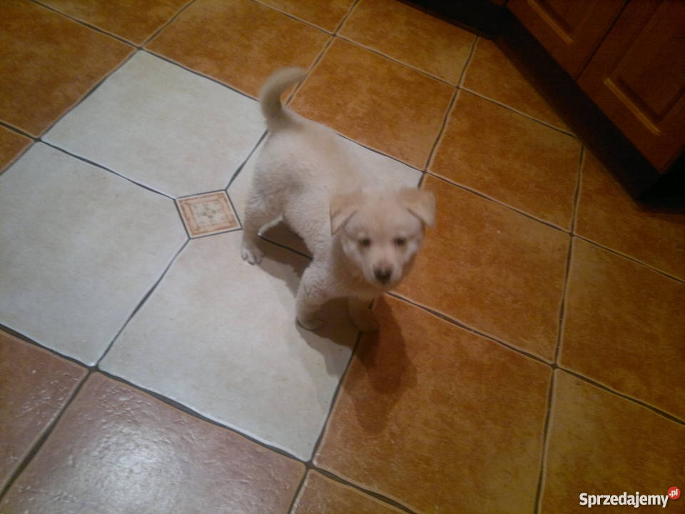 oddam w ręce Pyrzyce