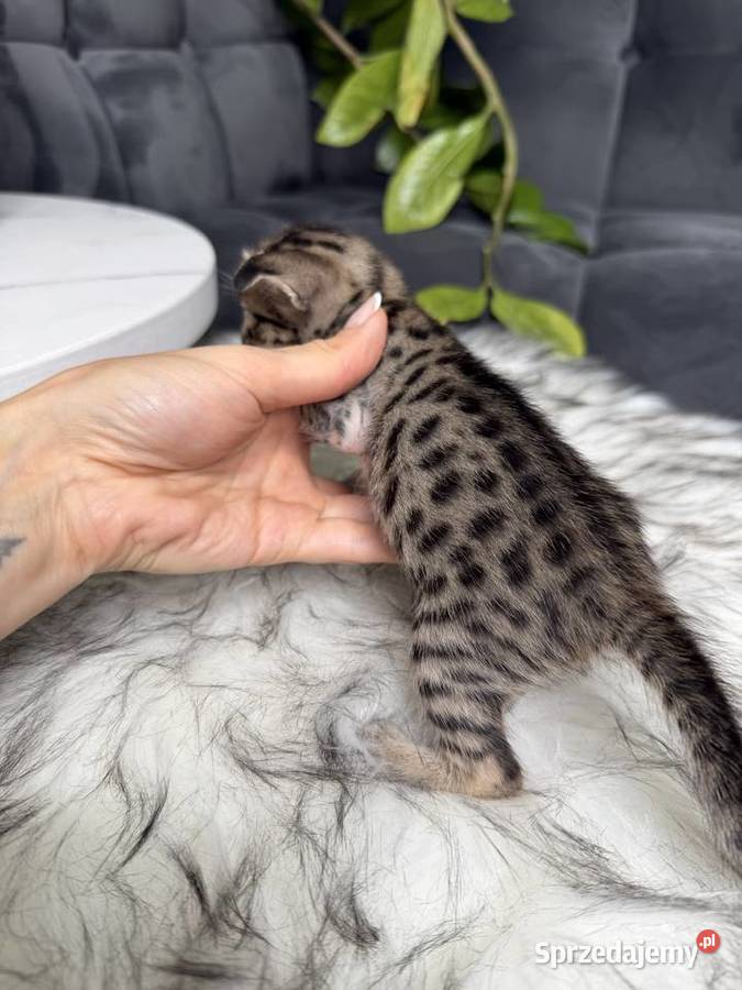 Złota samica Savannah F6 Kraków