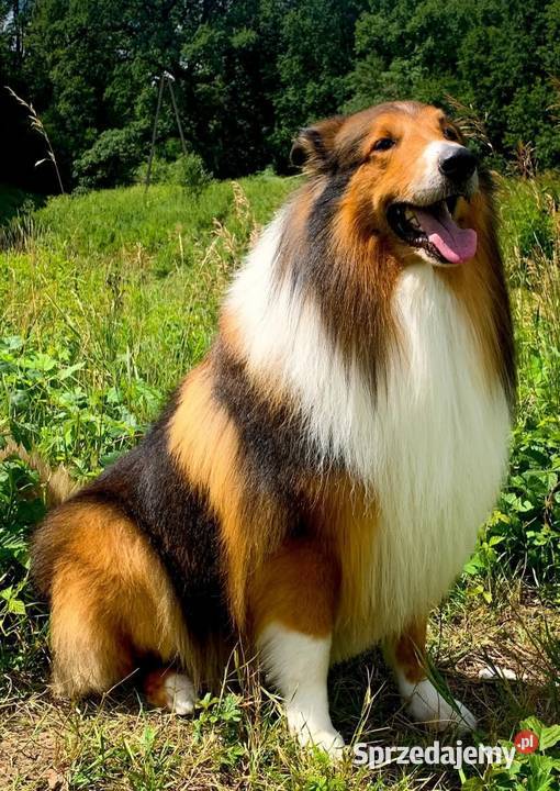 Owczarek szkocki collie piesek Owczarek Koźmin Wielkopolski