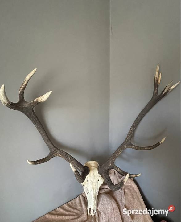 Sprzedam wieniec jelenia warmińsko-mazurskie Bisztynek