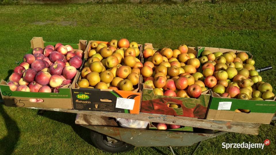 Jabłka ekologiczne łódzkie Kurnos Drugi