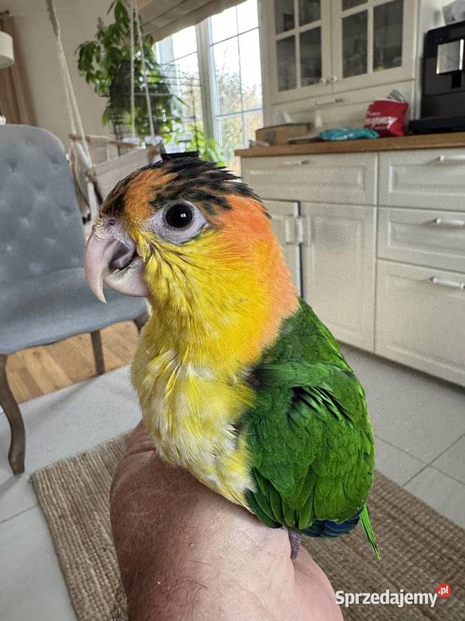 Barwinka Białobrzucha