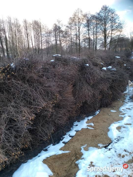 tarnina tężnia NA SKŁADZIE Krosno