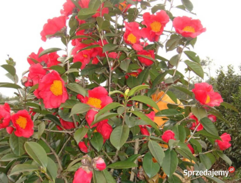 KAMELIA CHEKIANGOLESA Camellia chekiangolesa Lubanie sprzedam
