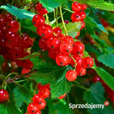 Sprzedam porzeczkę czerwoną Kamionna