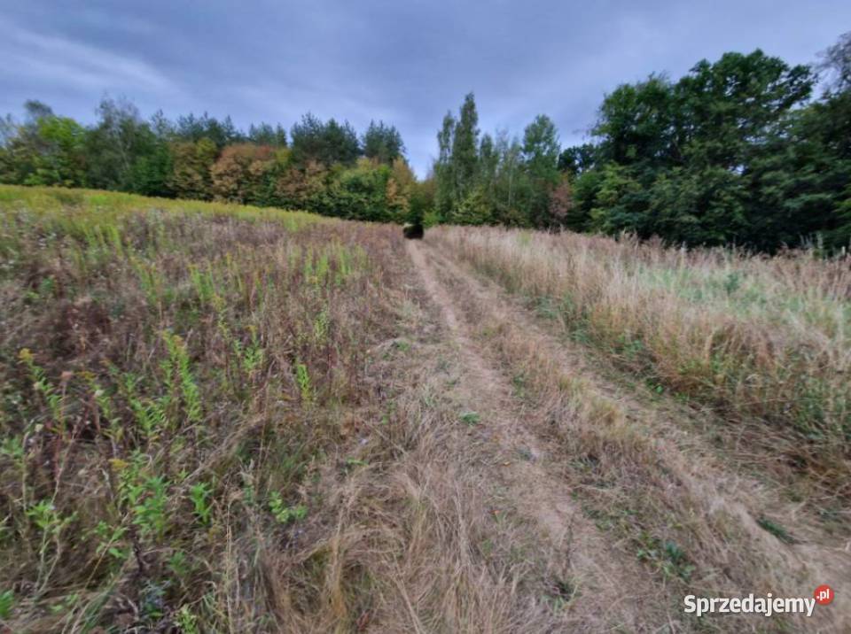 Syndyk sprzeda nieruchomość niezabudowaną Syndyk sprzeda Gdańsk