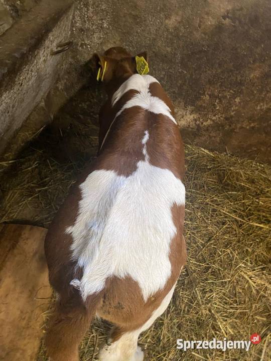 Sprzedam jałóweczke Nawojowa