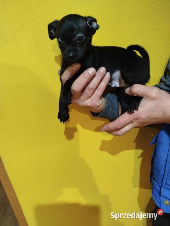 Piesek pinczerek Warszawa