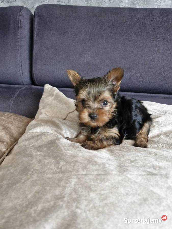 Yorkshire terrier sprzedam piesek i suczkę warmińsko-mazurskie Morąg