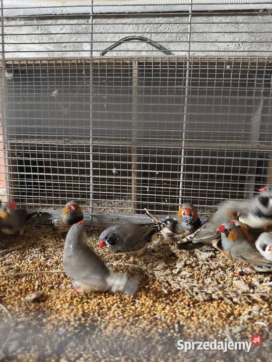 Gołąbki diamenton mam Wrocław