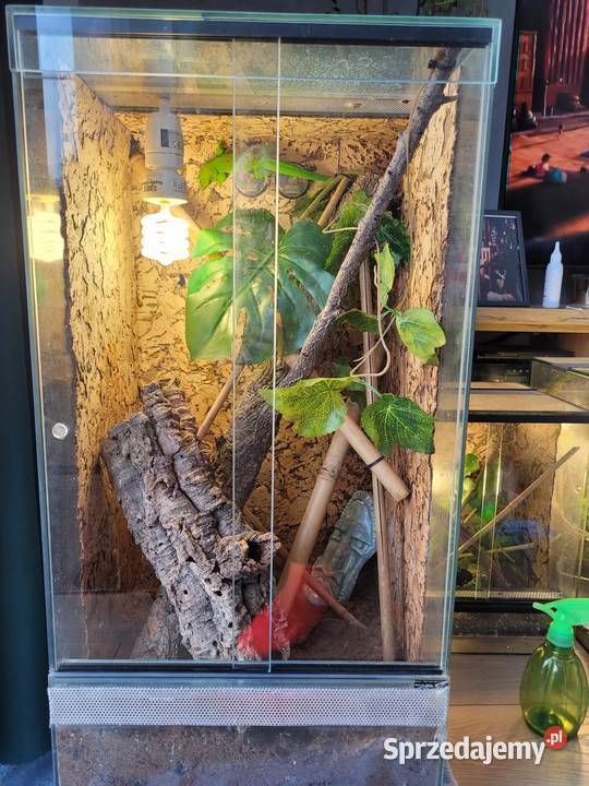 3x terrarium felsuma madagaskarska Bełchatów