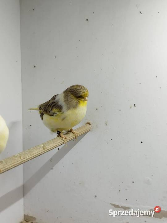 Kanarki Gloster 24 25 r Pary wielkopolskie Gostyń