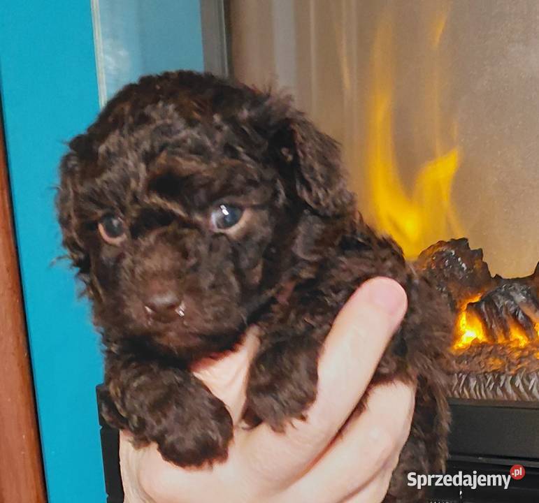 Pudel toy czekoladowy Wyszków sprzedam