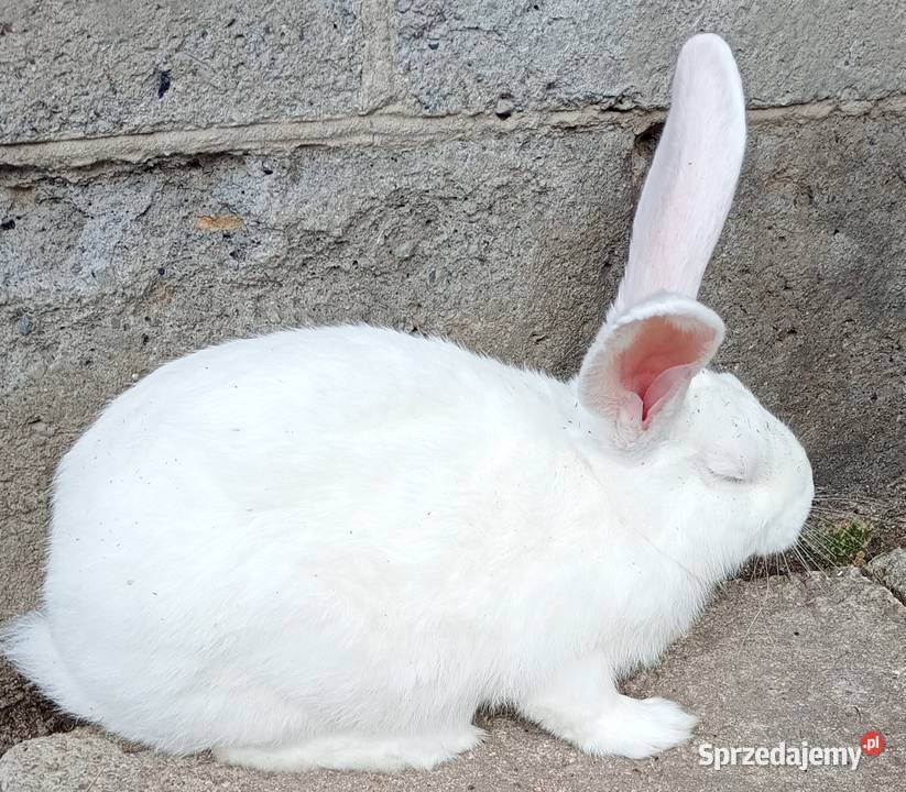 Sprzedam króliki Gryzonie