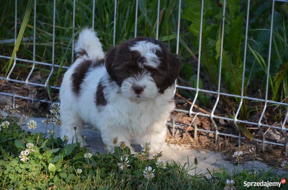 HAWAŃCZYK suczka Otelia w oryginalnym kolorze Psy Ostrzeszów